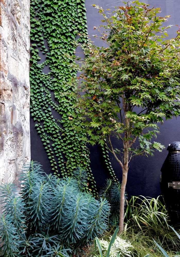ficus climbing up the wall plus plants