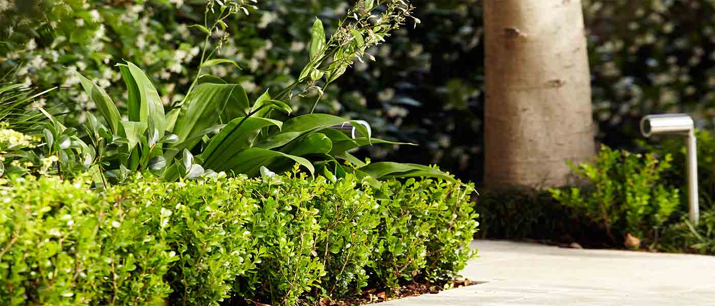 Using plants of different heights adds depth and interest to a garden